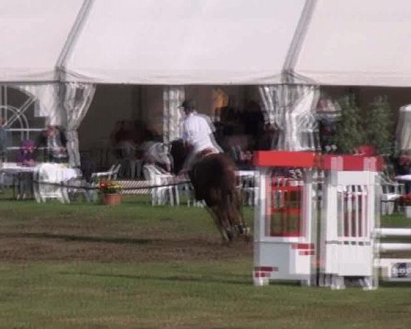 jumper Ally Candarela (Hanoverian, 2004, from Acord II)