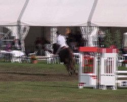 Springpferd Ally Candarela (Hannoveraner, 2004, von Acord II)