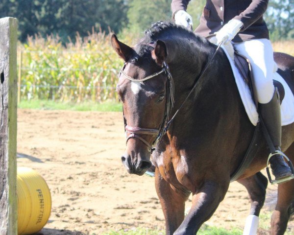 horse Fürst Compliment II (Hanoverian, 2006, from Fürst Heinrich) horse Fürst Compliment II (Hanoverian, 2006, from Fürst Heinrich)