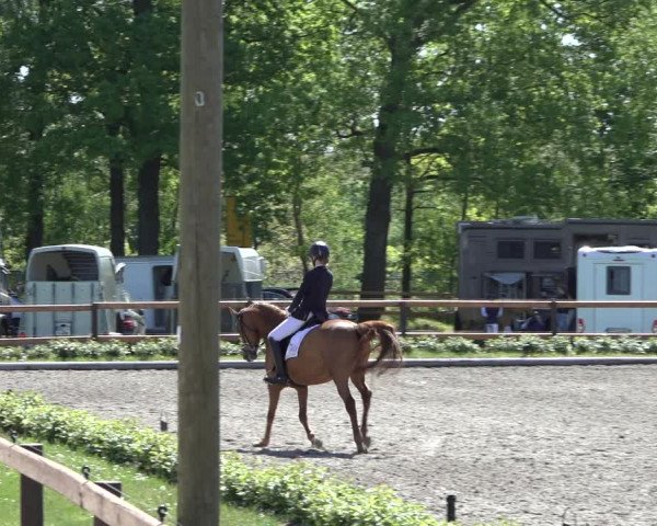 Reitturnier Schwanewede 2022