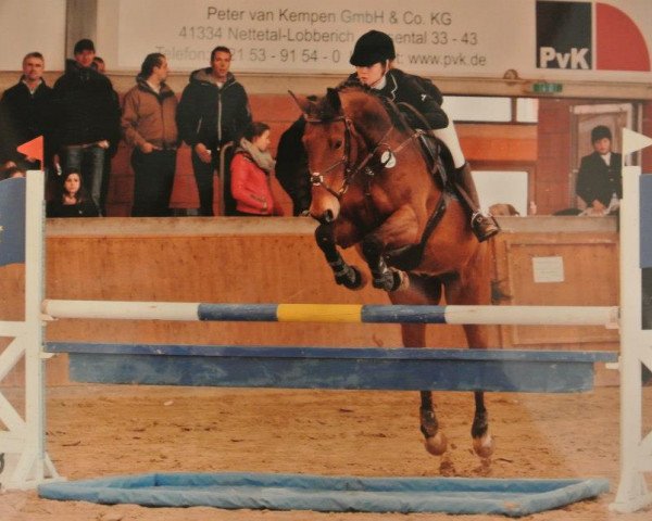 jumper Nike 84 (German Riding Pony, 1998, from Nightfever)