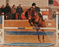jumper Nike 84 (German Riding Pony, 1998, from Nightfever)