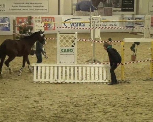 horse Vasco 103 (German Riding Pony, 2010, from Vincent)