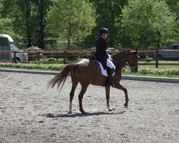 Reitturnier Schwanewede 2022