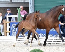 Pferd 1st Chacca (Oldenburger Springpferd, 2022, von Chaccothage Blue PS)