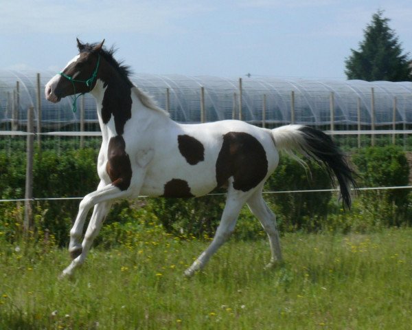 Dressurpferd Idefix 196 (Westfale, 2004, von Ilan)