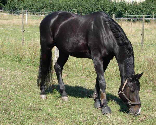 horse Rijeu (Hanoverian, 1998, from Rubinstein I)