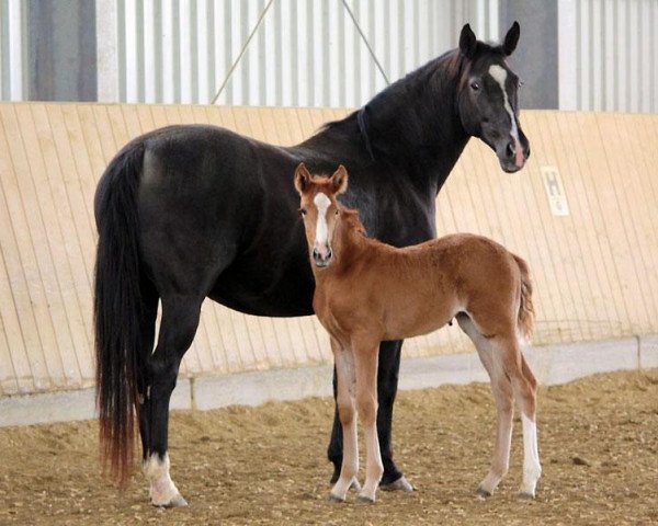 broodmare Dark Angel M (Württemberger, 2001, from Donnerhall)