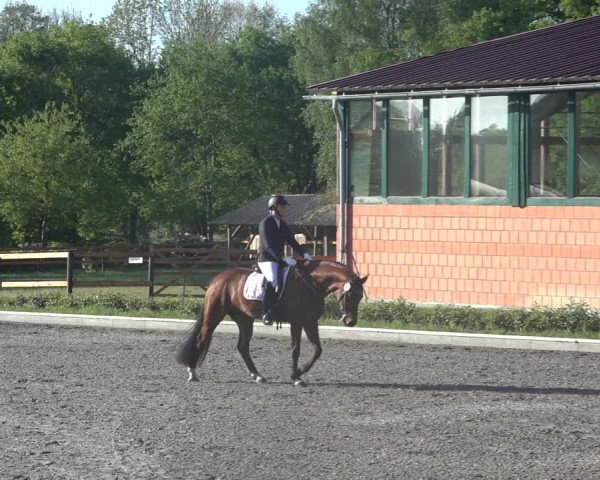 Reitturnier Schwanewede 2022