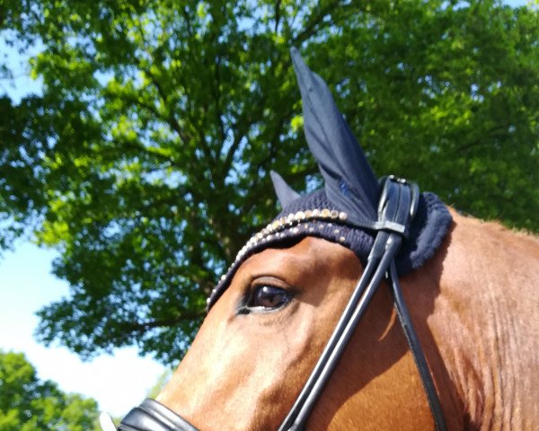 dressage horse Sonic Boom (Mecklenburg, 2018, from Secret)