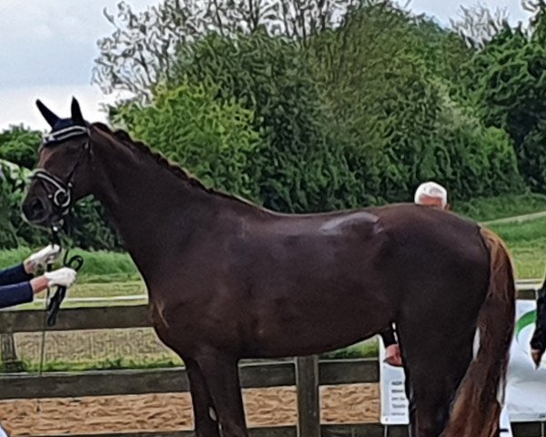 horse Quadira 3 (Hanoverian, 2018, from Quantensprung 3)