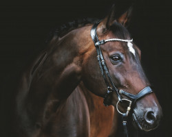 jumper Diego 459 (Polish Warmblood, 2005, from Zupan)