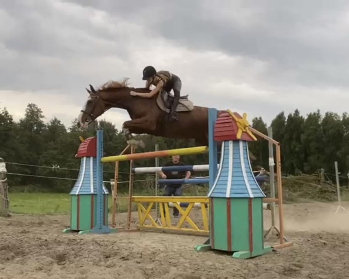 Zuchtstute Farbecht (Oldenburger, 2001, von Adlikon)