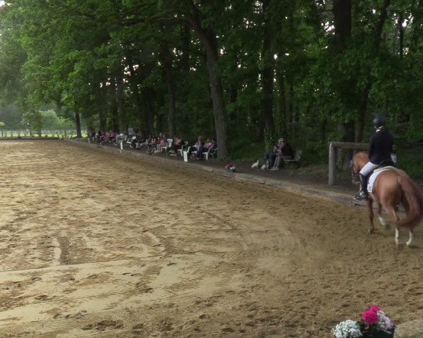 Reitturnier Rhede 2022