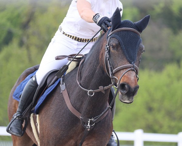 jumper Ballycullane Elton John (Connemara Pony, 2016, from Robe Thunder Dun)