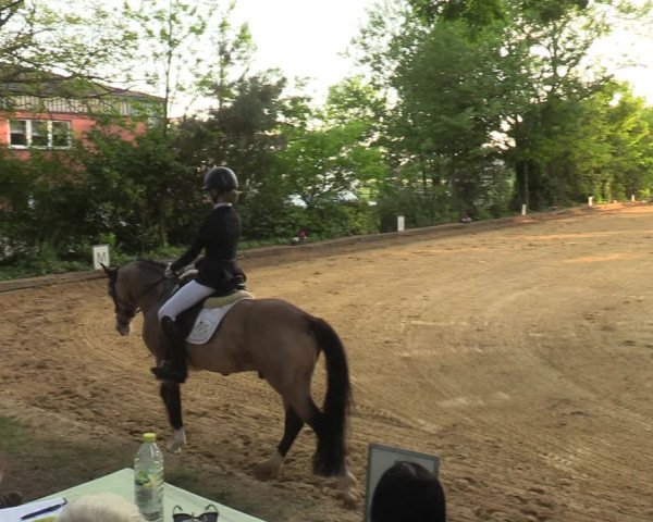 Reitturnier Rhede 2022