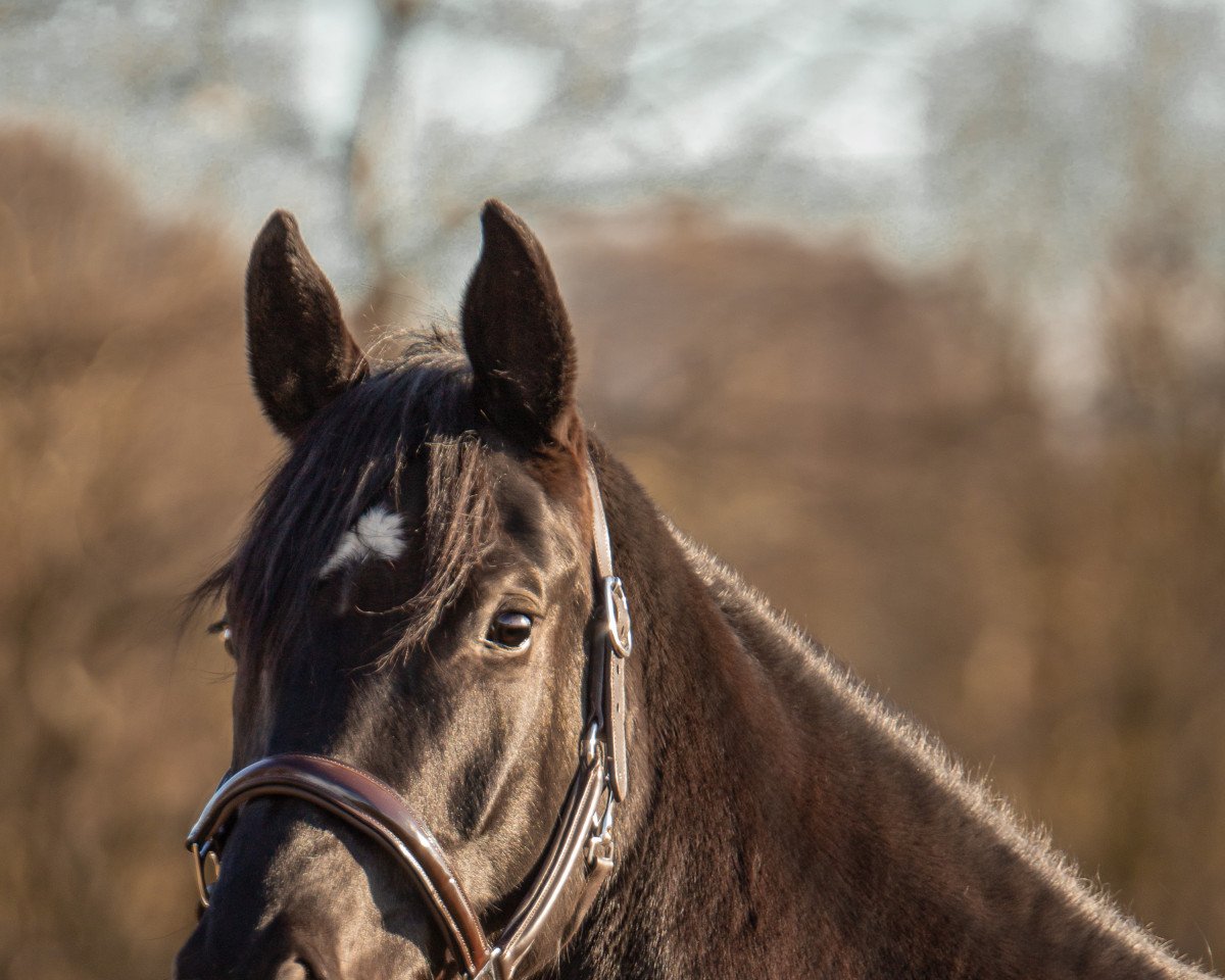 horse Sezuan's Nobless (Hanoverian, 2016, from Sezuan)
