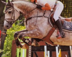 jumper Hof Asgard's Calli (Hanoverian, 2008, from Calido I)