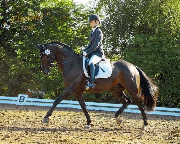 dressage horse Shorty 63 (Oldenburg, 2002, from Sunny-Boy)