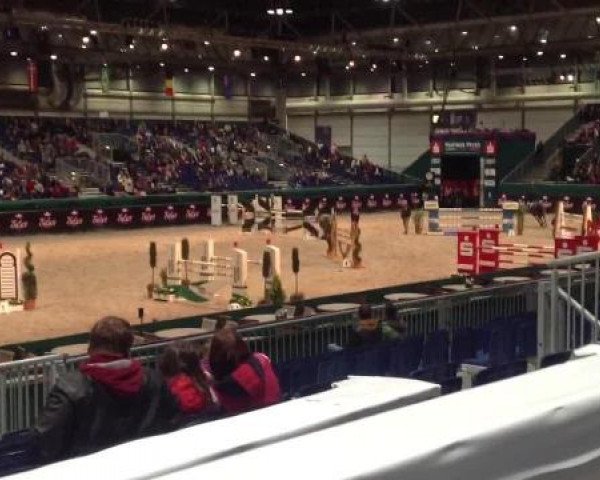 jumper Sixtus 48 (Hanoverian, 2005, from Stolzenberg)