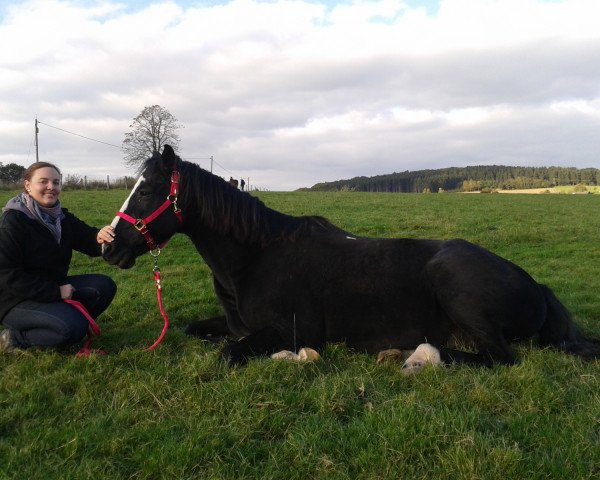 horse Merkur 126 (Hanoverian, 1991, from Matador)
