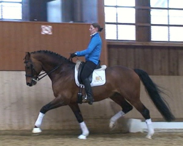 dressage horse Lucky Gentleman (Hessian Warmblood, 2001, from Lucky Lionell)