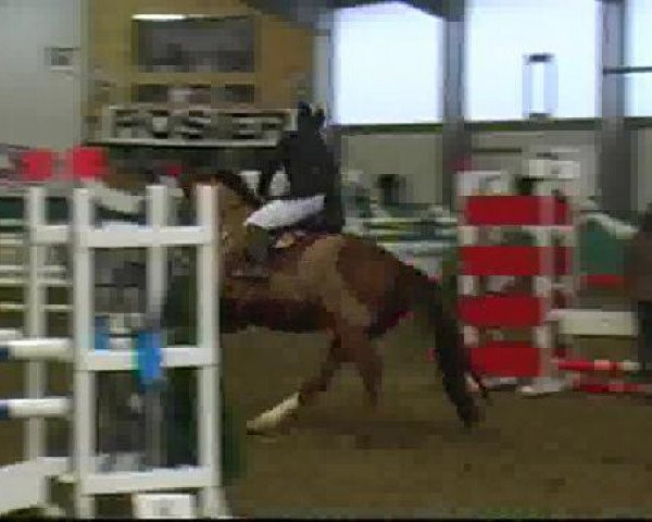 Springpferd Davenport 26 (Oldenburger, 2002, von Don Rubin 3) Springpferd Davenport 26 (Oldenburger, 2002, von Don Rubin 3)