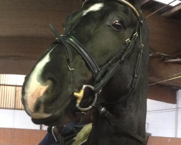 dressage horse Rosenprinz 16 (Hanoverian, 2006, from Rotspon)