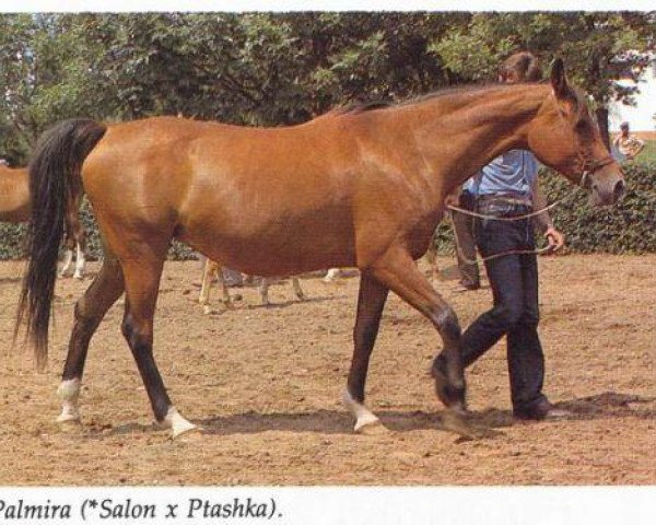 broodmare Palmira 1967 ox (Arabian purebred, 1967, from Salon 1959 ox)