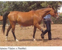broodmare Palmira 1967 ox (Arabian purebred, 1967, from Salon 1959 ox)