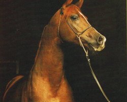 stallion Peleng 1978 ox (Arabian purebred, 1978, from Nabeg 1966 ox)