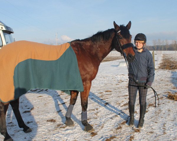 horse Citation (Oldenburg, 2007, from Cancoon)