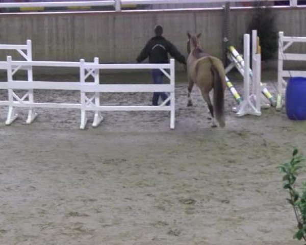 dressage horse Dorincourt (German Riding Pony, 2009, from Arts-Dancer-Boy)