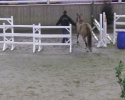 dressage horse Dorincourt (German Riding Pony, 2009, from Arts-Dancer-Boy)