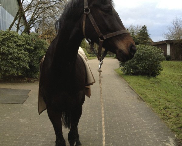 dressage horse Sarotti 55 (Hanoverian, 2008, from Stedinger)