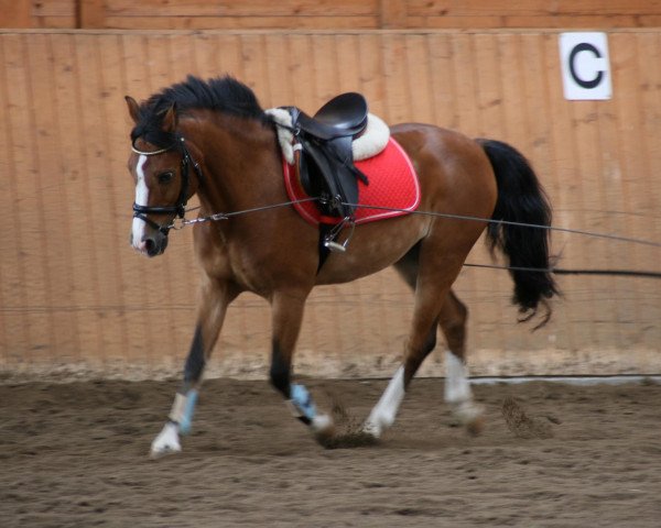 horse Top Secret 43 (Belgian Riding Pony, 1992, from Ten Ankers Bileander)