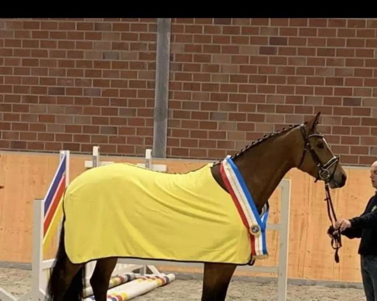 Pferd Claire 185 (Mecklenburger, 2015, von Chacomo)