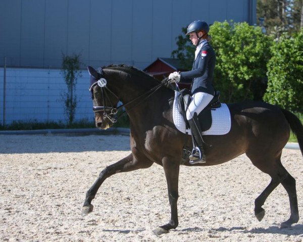 dressage horse Metallica 4 (Württemberger, 2013, from Mighty Magic)