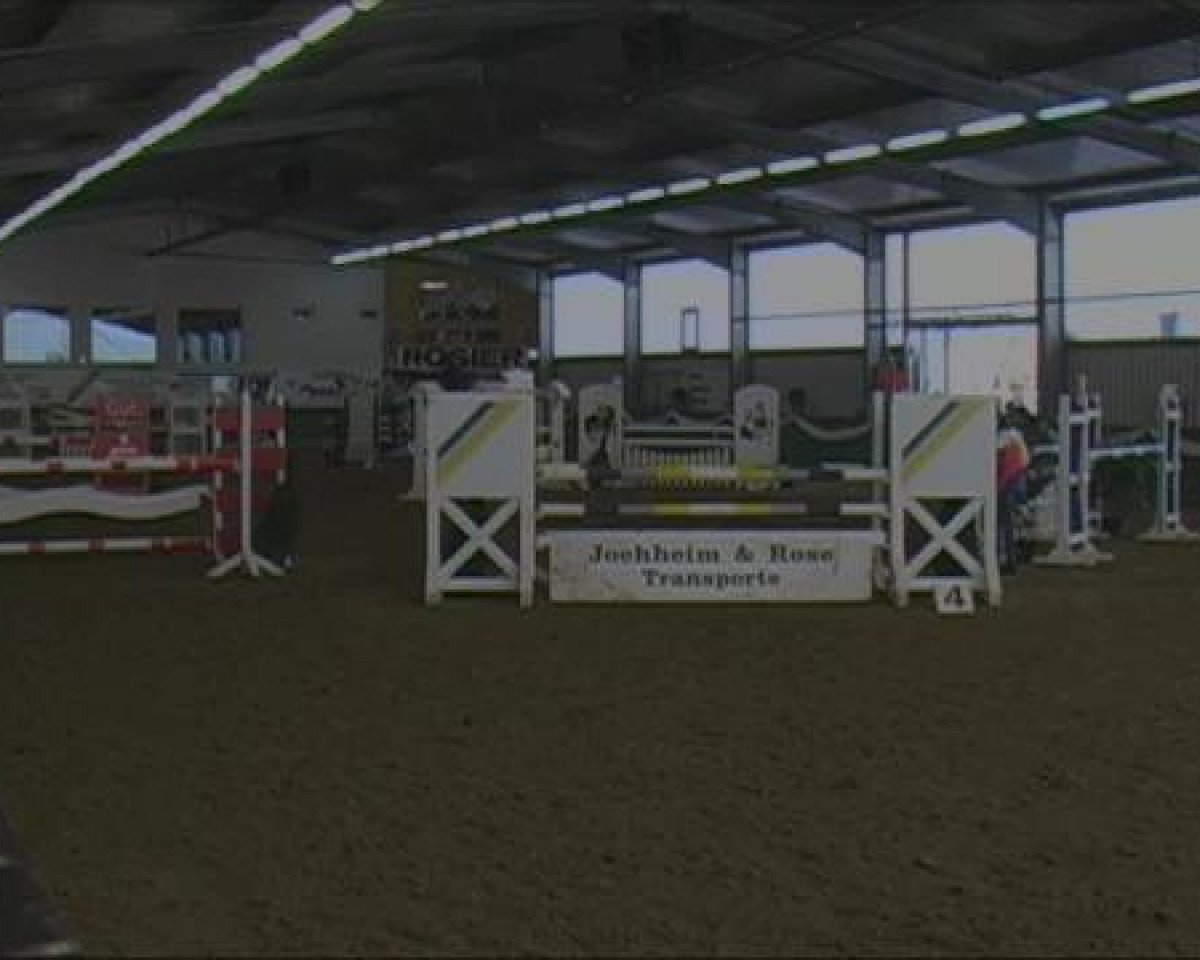 Springpferd Sarina (Rheinländer, 2005, von Satisfaction FRH)