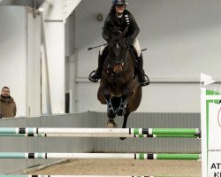 jumper Muze van de Faunushoeve (Belgian Warmblood, 2012, from Toulon)