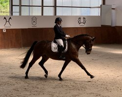 dressage horse Felissaro (Hanoverian, 2015, from Fürst Belissaro)