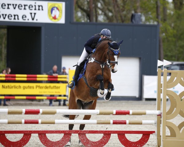 Springpferd Condesito (Oldenburger, 2008, von Casiro I) Springpferd Condesito (Oldenburger, 2008, von Casiro I)