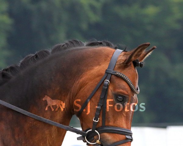 dressage horse Carlo Carlucci 6 (German Riding Pony, 2015, from Calido G)