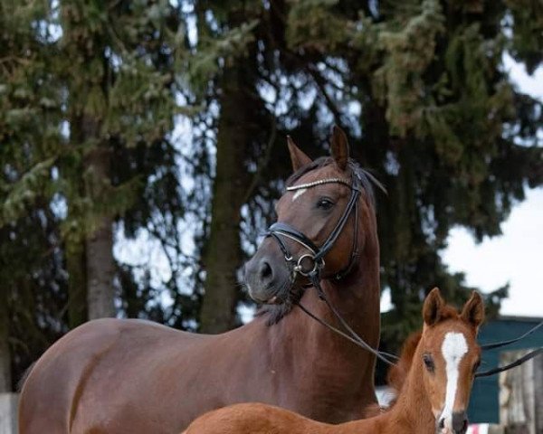 broodmare Cascada E (German Riding Pony, 2018, from Calido G)