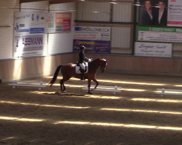 Reitturnier Rhede 2022
