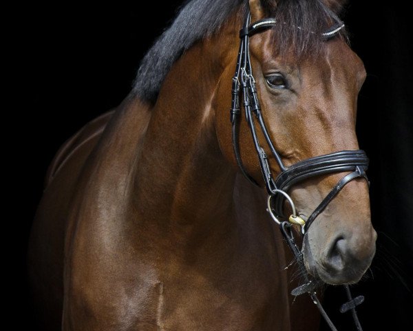 dressage horse Desperado 222 (Westphalian, 2005, from Dancing Dynamite)