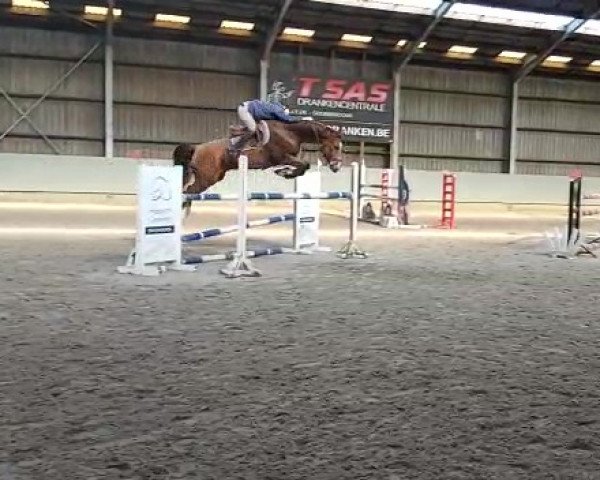 horse New Dream des Templiers VDC (Belgium Sporthorse, 2013, from Cooper van de Heffinck)