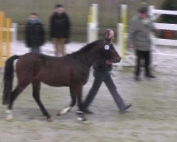 jumper Marius SG (Rhinelander, 2010, from Miraculix)