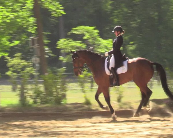 Reitturnier Rhede 2022