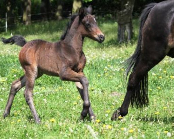 Pferd Promise Gill (Deutsches Reitpony, 2012, von Nemax)